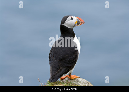 Atlantic Puffin (Fratercula arctica) adult looking up standing on cliff-top  Hermaness Unst Shetland Scotland Europe June Stock Photo