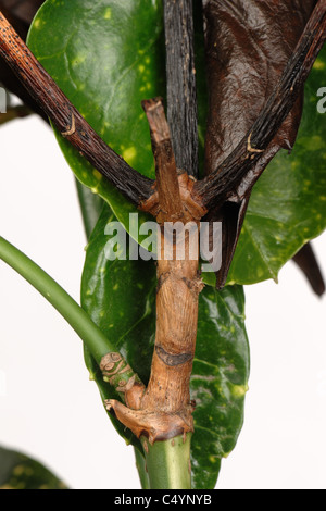 Dieback damage, lesion and fruiting bodies on Aucuba japonica leaves and stem Stock Photo