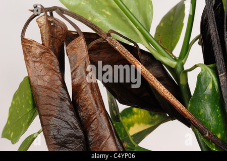 Dieback damage, lesion and fruiting bodies on Aucuba japonica leaves and stem Stock Photo