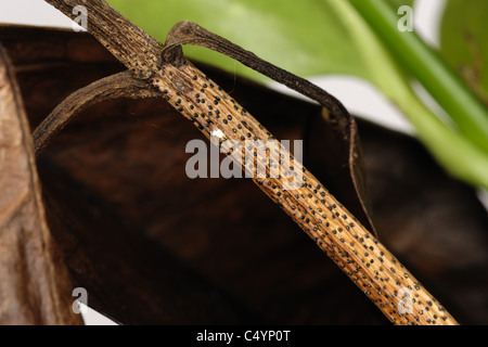 Dieback damage, lesion and fruiting bodies on Aucuba japonica leaves and stem Stock Photo