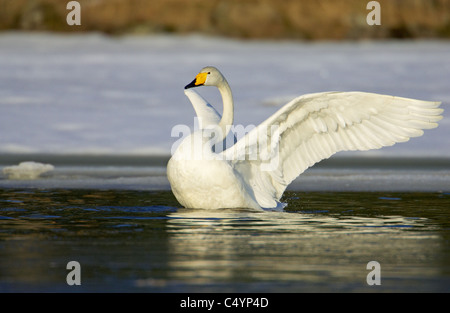 Whooper Swan (Cygnus cygnus), adult on water flapping its wings. Stock Photo