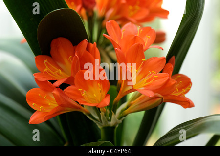 Kaffir lily or bush lily (Clivia miniata) pot plant flowering