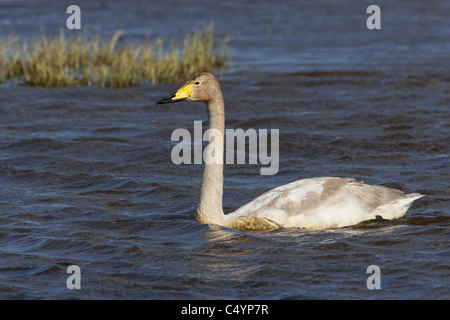 Whooper Swan (Cygnus cygnus). Second year juvenile swimming. Stock Photo