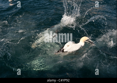 Northern Gannet (Morus bassanus) adult diving for fish at sea Noss Shetland Islands Scotland UK Europe June Stock Photo