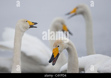 Whooper Swan (Cygnus cygnus). Four adults vocalizing. Stock Photo