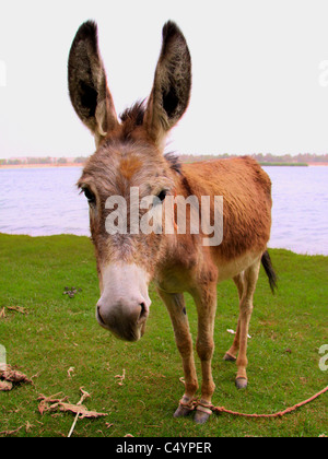 Donkey by the Nile Stock Photo