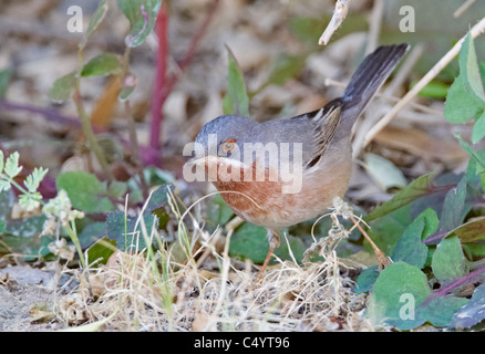 Subalpine Warbler (Sylvia cantillans). Male foraging on the ground. Stock Photo