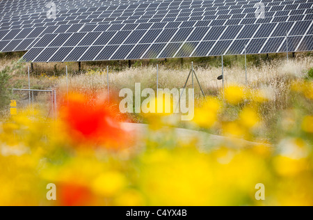 Wildflowers and a photo voltaic solar power station near Lucainena de ...