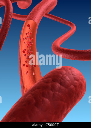 Artery with blood cells Stock Photo