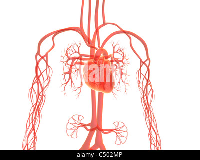 Vascular system Stock Photo