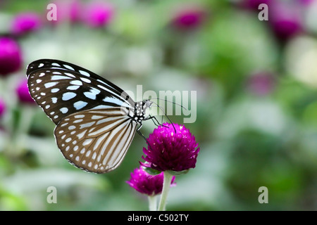 Blue Tiger (Tirumala limniace) butterfly Photographed in India