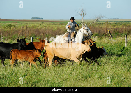 URUGUAY - Tacuarembo, cow herd and Gaucho on horse Stock Photo