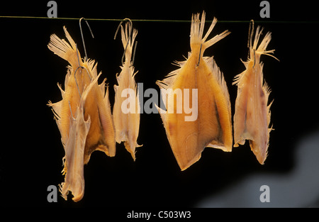 Belgium. Dried Fish in the Fish Market.Activity in the tourist city of Bruges in West Flanders. Stock Photo