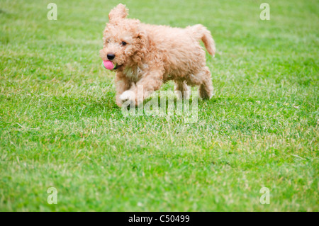 A happy labradoodle puppy runs with a retrieved ball in its mouth. Stock Photo