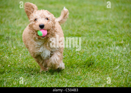 A happy labradoodle puppy runs toward the camera with retrieved ball in its mouth. Stock Photo
