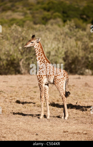 A baby giraffe. Masai Mara North Conservancy, Kenya. Stock Photo