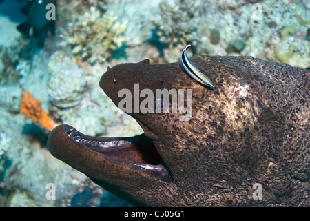 Giant moray eel (Gymnothorax javanicus) with a fourline cleaner wrasse (Larabicus quadrilineatus). Stock Photo