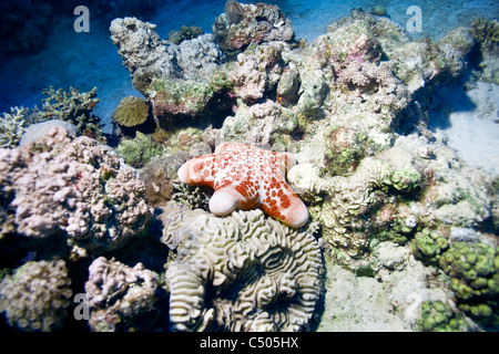 Cushion star (Choriaster granulatus) on a coral reef. Stock Photo