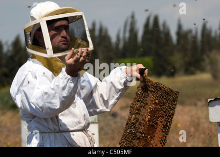 Beekeeper checking the frames in one of his hives. Photographed in Kibbutz Yad Mordechai, Israel Stock Photo