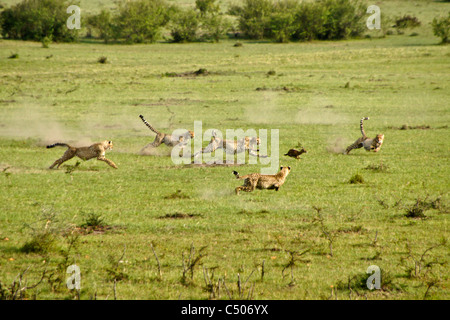 Cheetah and cubs chasing Thomson's gazelle, Masai Mara, Kenya Stock Photo