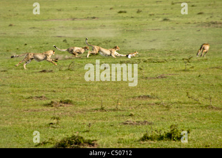 Cheetah and cubs chasing Thomson's gazelle, Masai Mara, Kenya Stock Photo