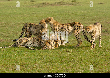 Cheetah and cubs suffocating Thomson's gazelle, Masai Mara, Kenya Stock Photo