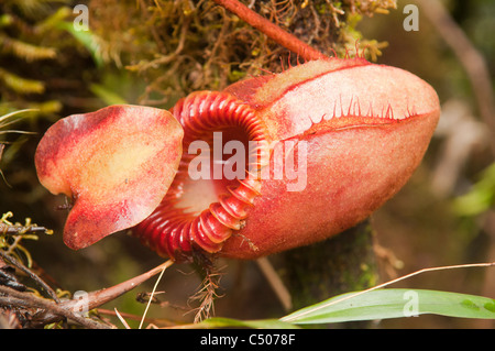 carnivorous pitcher plant (Nepenthes Villosa) in Kinabalu National Park in Sabah, Borneo, Malaysia Stock Photo