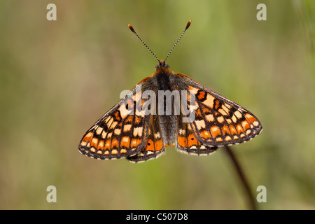 Marsh Fritillary Euphydryas aurinia male basking in meadow at Hazelbury Common, Wiltshire in May. Stock Photo