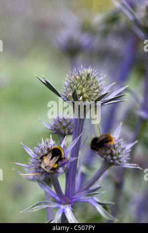 Eryngium bourgatii 'Picos Blue' with a Bumble Bee collecting Nectar Stock Photo