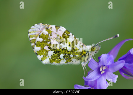 Orange-tip Anthocharis cardamines male at roost on bluebells at Eastville Park, Bristol in April. Stock Photo