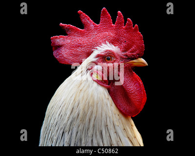 The head of a cockerell. Stock Photo