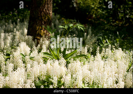 Tiarella cordifolia in flower Stock Photo