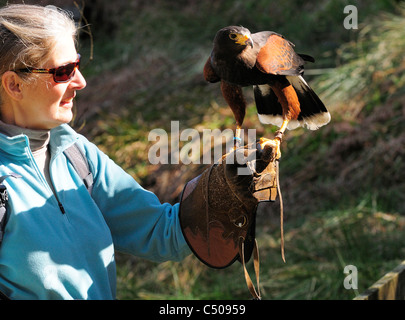 Monty the Harris Hawk (Parabuteo unicinctus) lands on the glove at the  Birds of Prey Centre, Kielderwater and Forest Park ,Northumberland, England,UK Stock Photo