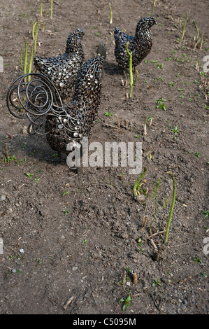 Asparagus officinalis 'Grolim' and 'Dariana' (L to R) Stock Photo