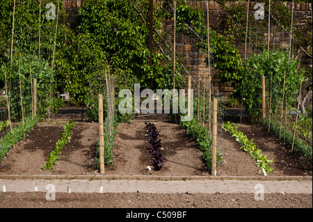 Peas and Lettuces in The Fruit and Vegetable Garden in April at RHS Rosemoor, Devon, England, United Kingdom Stock Photo