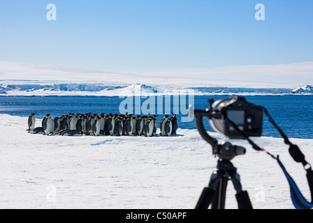 Camera photographing Emperor Penguins on ice, Snow Hill Island, Antarctica Stock Photo