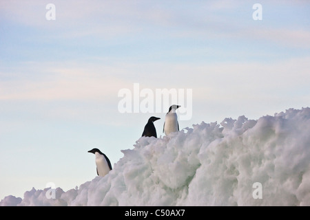Adelie Penguins on South Shetland Island, Antarctica Stock Photo