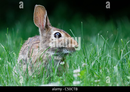 Wild rabbit Stock Photo