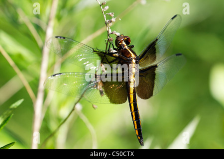 Female widow skimmer dragonfly, Libellula luctuosa, clinging to a ...