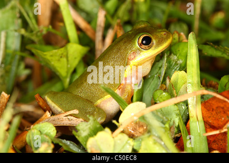 Squirrel Treefrog (Hyla squirella) Stock Photo