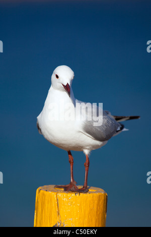 Seagull Portrait in Hout Bay Harbor, Cape Town, South Africa Stock Photo