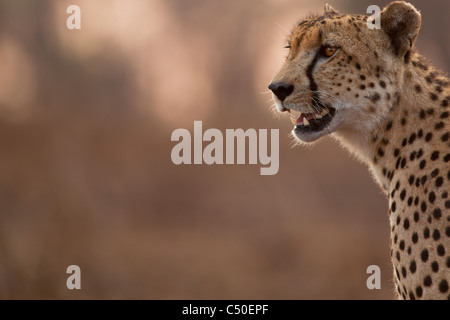 Cheetah ( Acinonyx Jubatus ) Portrait at Orpen, Kruger National Park,South Africa Stock Photo