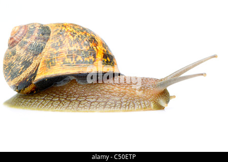 Adult Common Snail Isolated On White Studio Shot Stock Photo