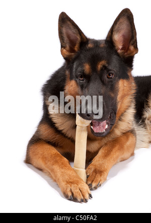 Young male German Shepherd Dog at 9 months old chewing a rawhide bone Stock Photo