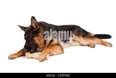 Young male German Shepherd Dog at 9 months old chewing a rawhide bone Stock Photo