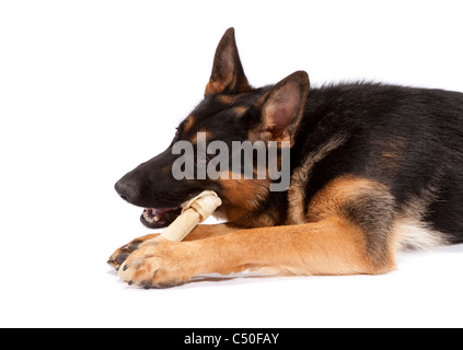 Young male German Shepherd Dog at 9 months old chewing a rawhide bone Stock Photo