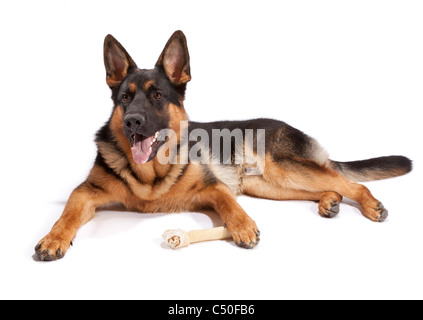Young male German Shepherd Dog at 9 months old with a rawhide bone Stock Photo