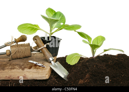 Planting seedling cabbage plants in soil with garden tools against a white background Stock Photo
