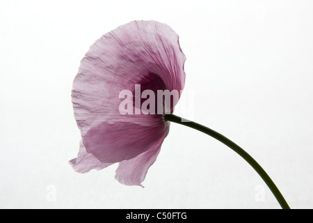 opium poppy flower Stock Photo