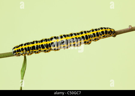 Larva of the moth Toadflax Brocade Stock Photo